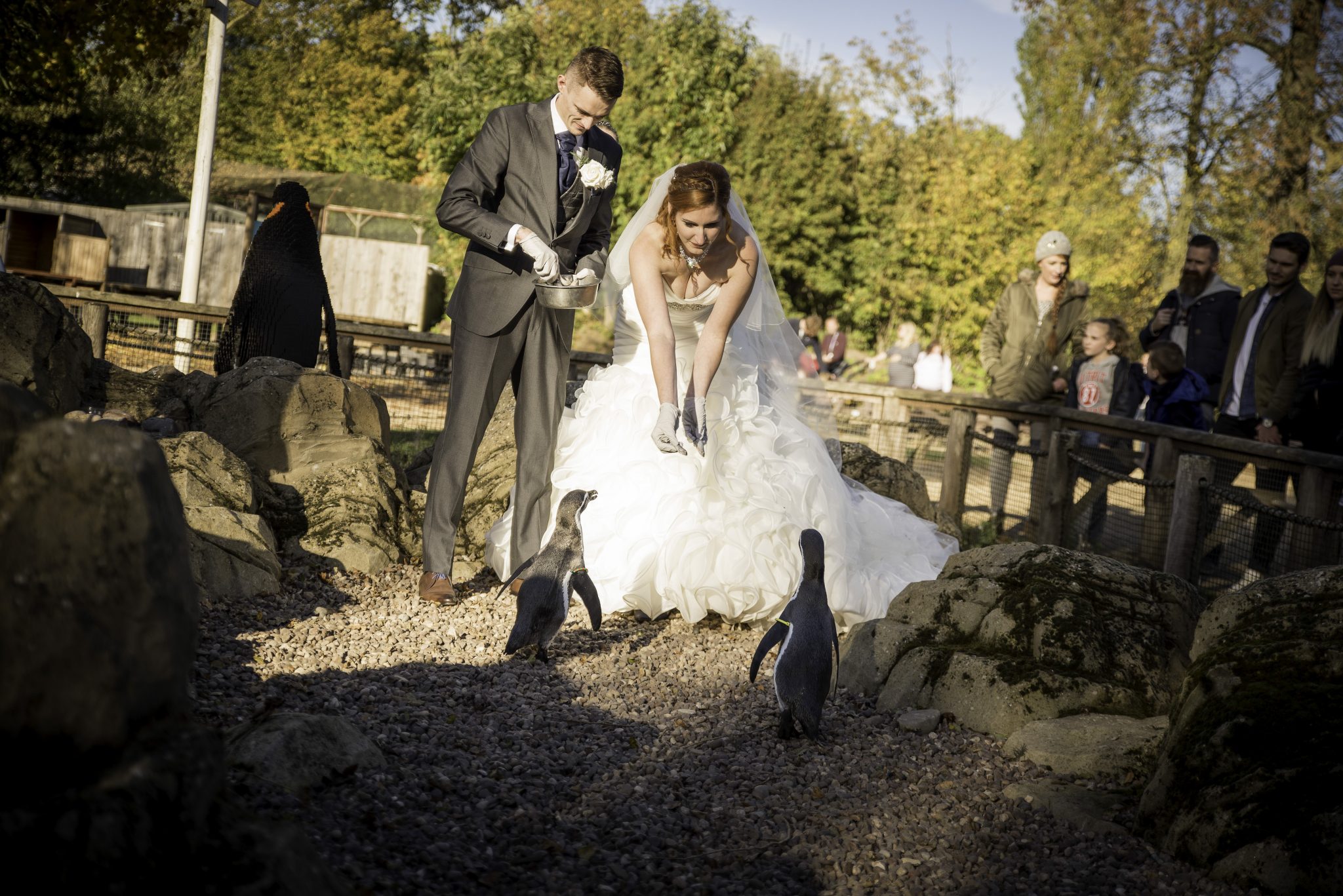 Twycross Zoo outside feeding penguins